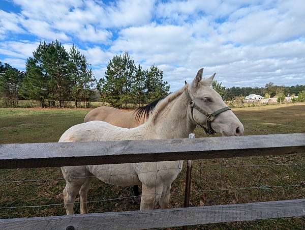 gaited-kentucky-mountain-missouri-fox-trotter-horse