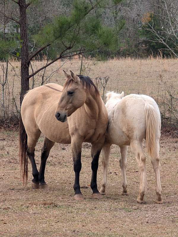 trail-kentucky-mountain-missouri-fox-trotter-horse