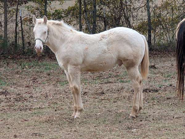 trail-riding-kentucky-mountain-missouri-fox-trotter-horse