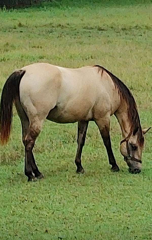 dun-kentucky-mountain-missouri-fox-trotter-horse