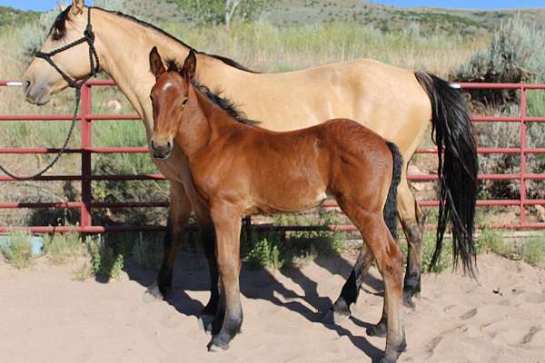 calm-disposition-morgan-horse