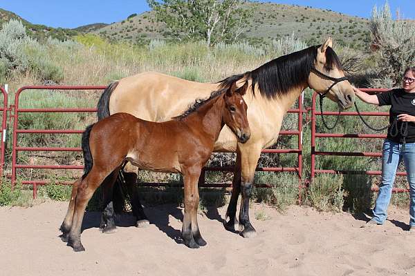 hauled-morgan-horse