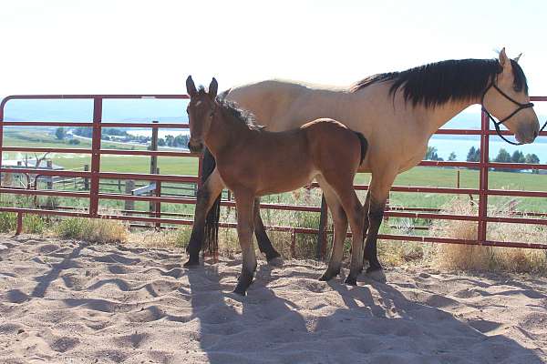 trim-morgan-horse