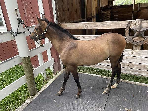 bay-white-andalusian-colt