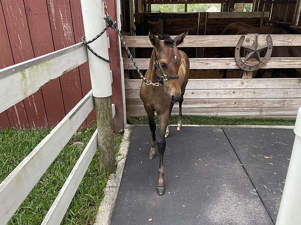 bay-white-cross-halter-horse