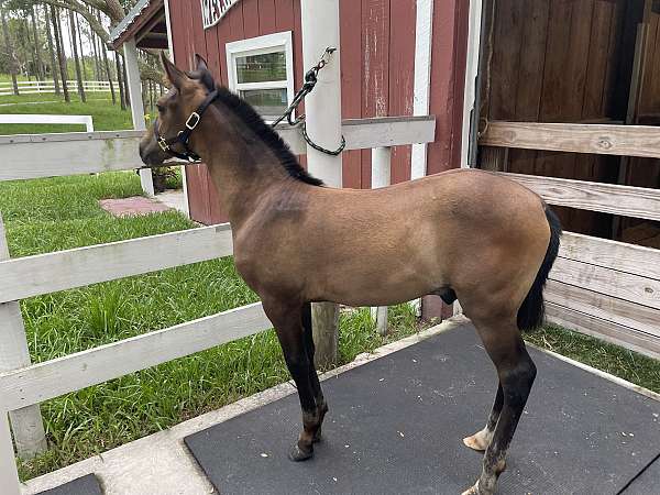 bay-white-ialha-horse