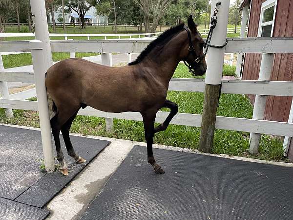 bay-white-andalusian-horse