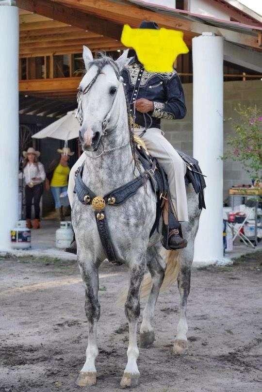 bay-white-andalusian