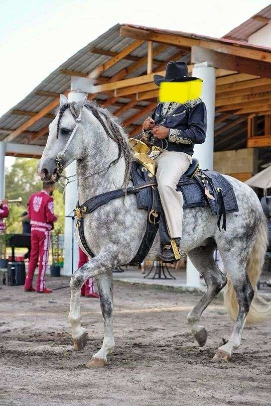 bay-white-andalusian-colt