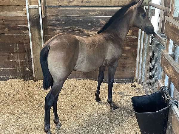 bay-white-cross-halter-horse