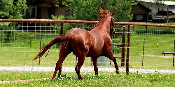 breed-a-quarter-horse