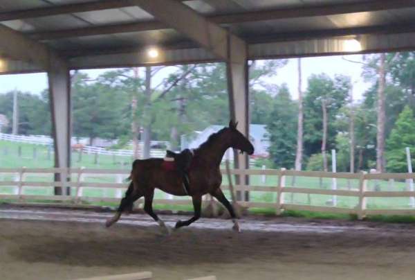 dutch-warmblood-mare