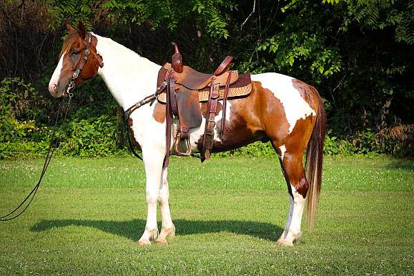 all-around-paint-horse