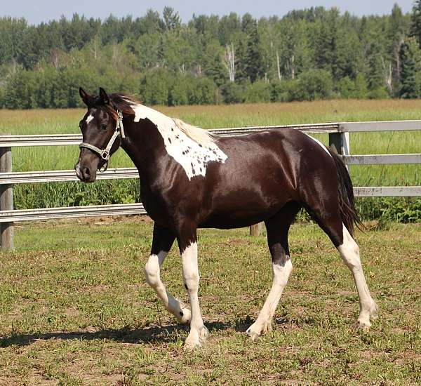 tobiano-horse