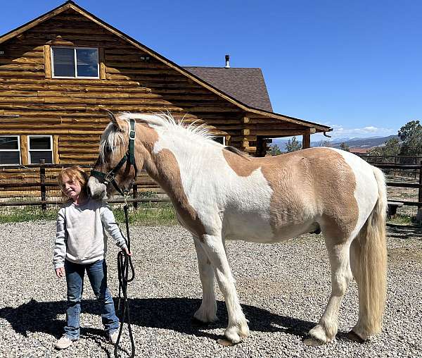 all-around-gypsy-vanner-horse