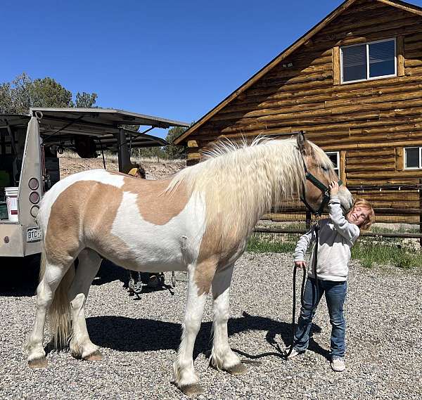 beginner-gypsy-vanner-horse