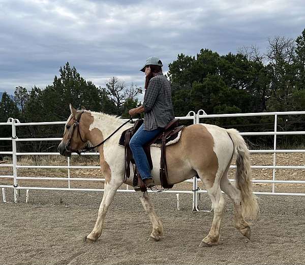 draft-gypsy-vanner-horse