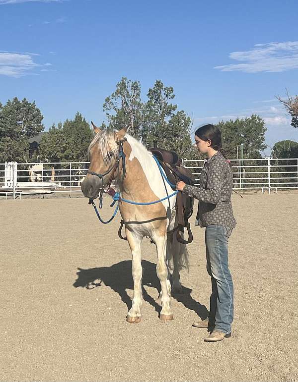 driving-gypsy-vanner-horse