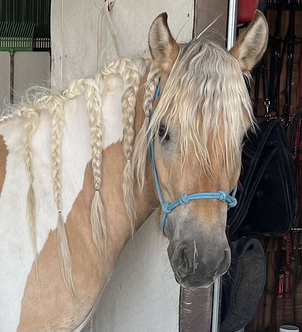 flashy-gypsy-vanner-horse