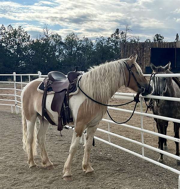 flaxen-mane-gypsy-vanner-horse