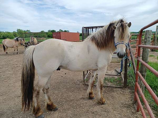 14-hand-fjord-stallion