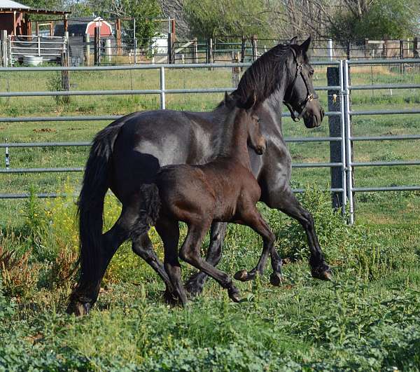 fourth-friesian-horse