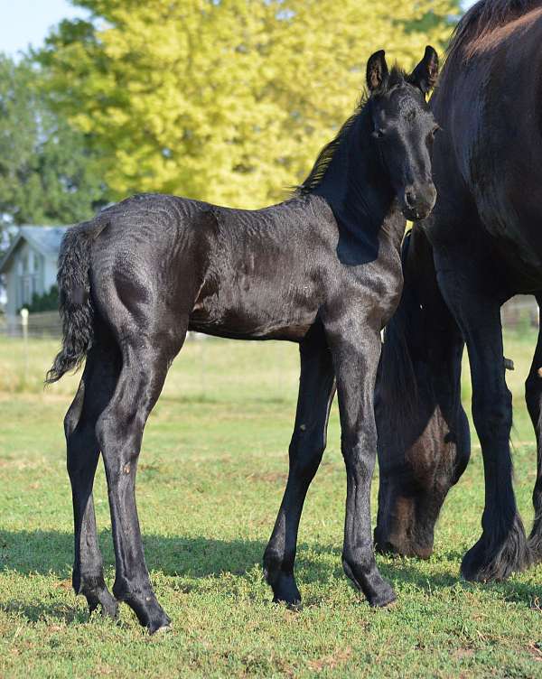 breedings-friesian-horse