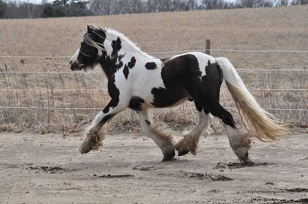 silb-gypsy-vanner-stallion