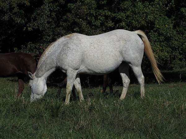 all-around-quarter-horse