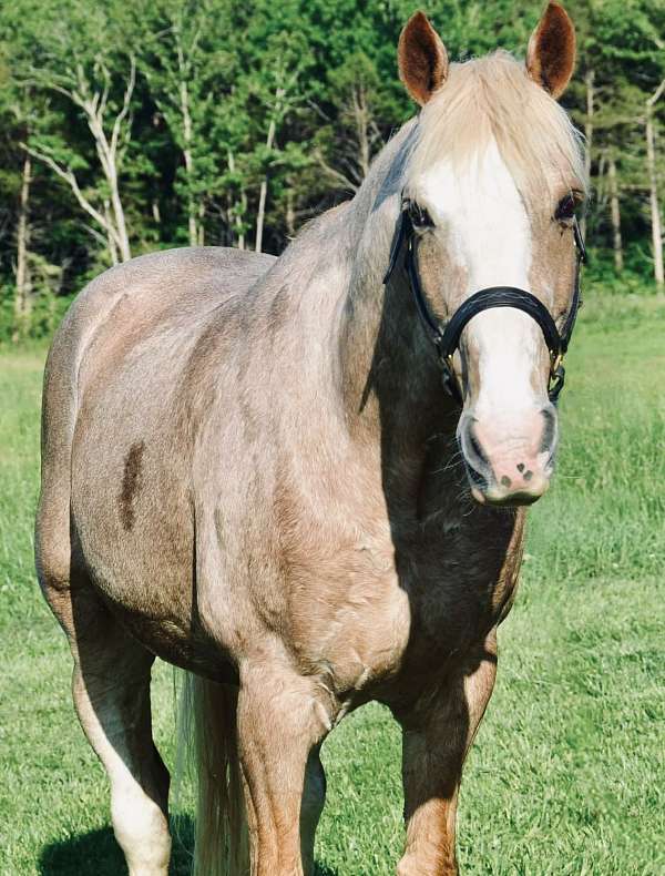 red-roan-white-blaze-2-hind-socks-horse