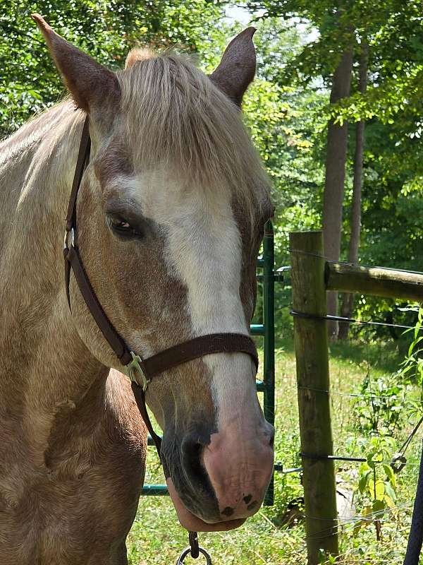 blaze-kentucky-mountain-horse