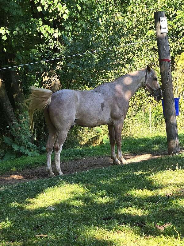 curious-kentucky-mountain-horse