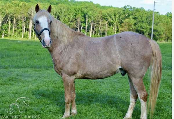 day-kentucky-mountain-horse