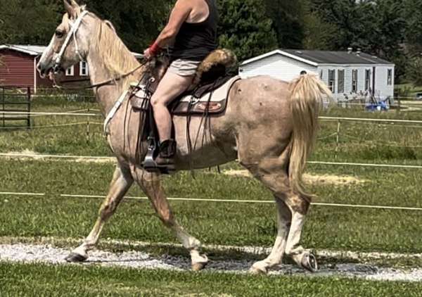 diesel-kentucky-mountain-horse