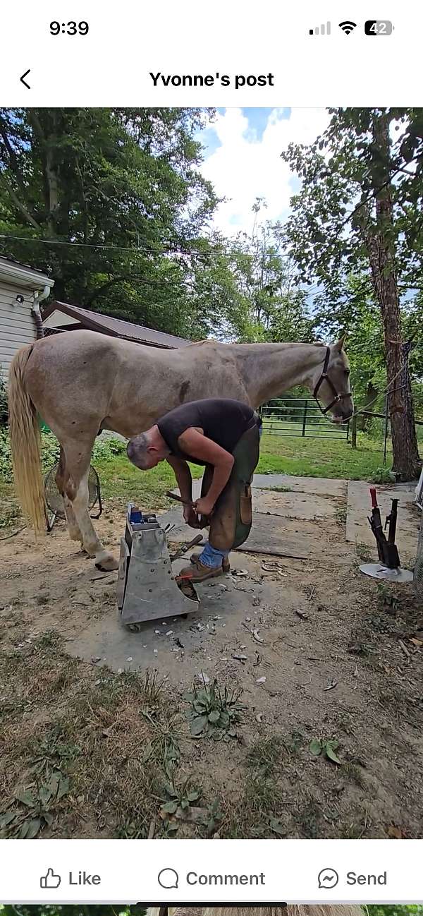 first-kentucky-mountain-horse