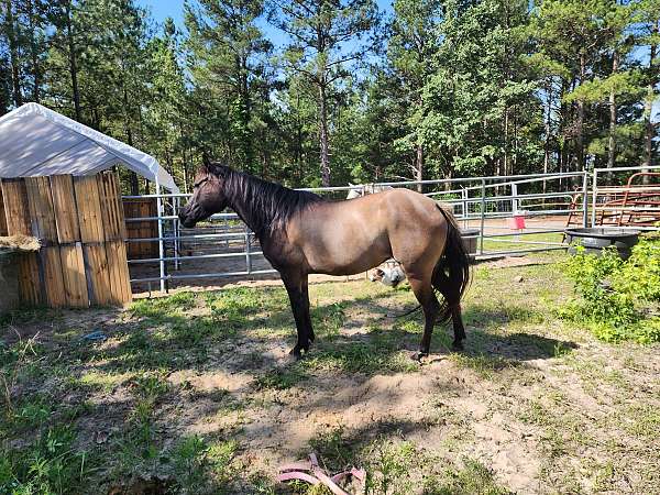 grulla-aqha-nfqha-mare-broodmare