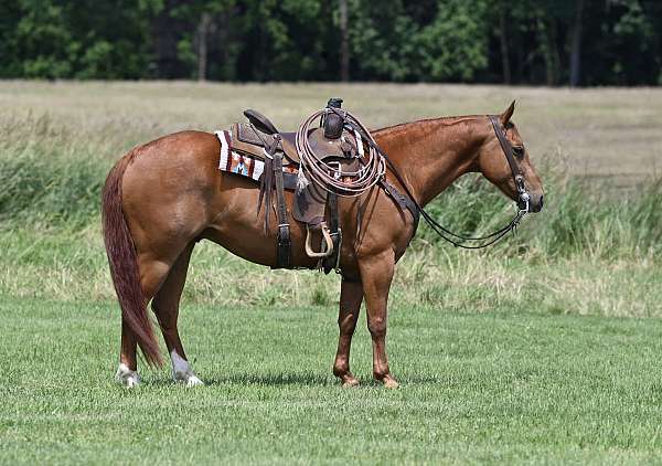 athletic-quarter-horse