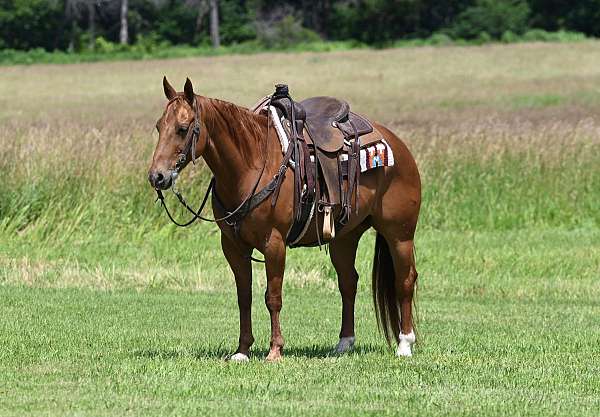 all-around-quarter-horse