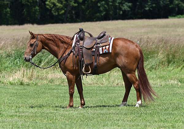 barrel-racing-quarter-horse