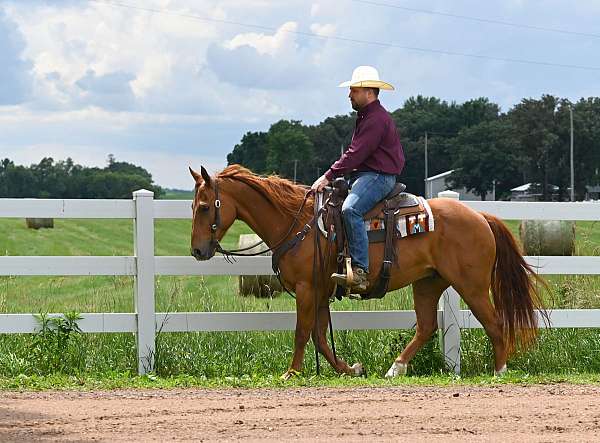 cowboy-mounted-shooting-quarter-horse