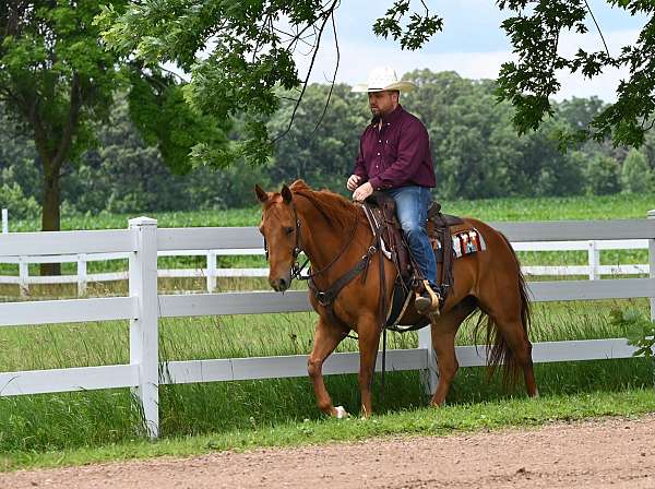 calf-roping-quarter-horse