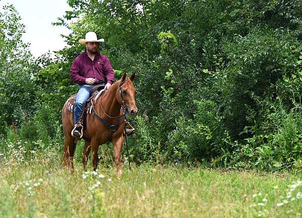 cutting-prospect-quarter-horse