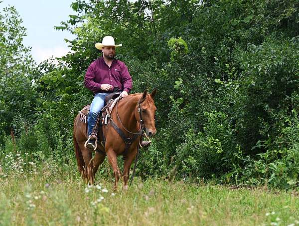 drill-team-quarter-horse