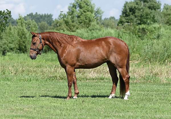 heel-quarter-horse