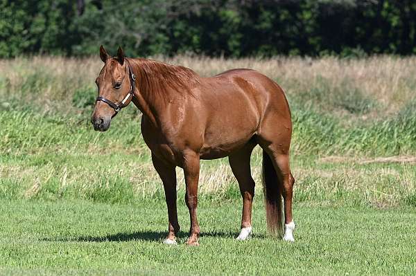 husband-safe-quarter-horse