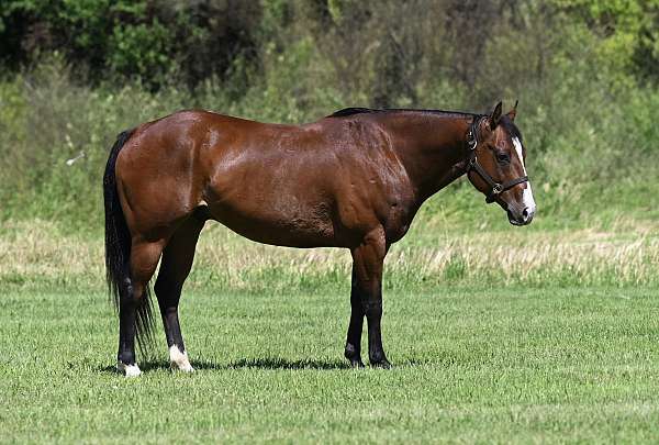 barrel-racing-quarter-horse