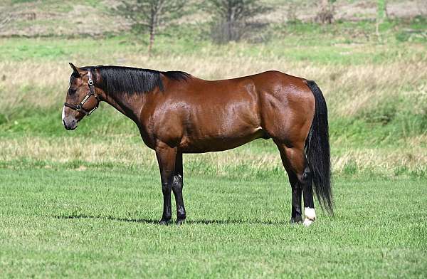 athletic-quarter-horse