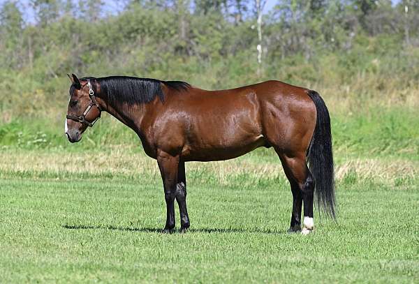 calf-roping-quarter-horse