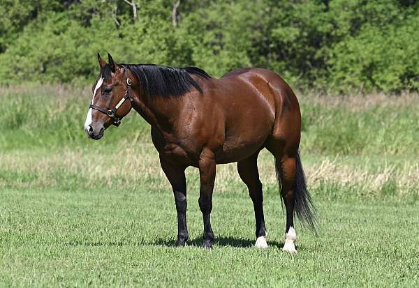 all-around-quarter-horse