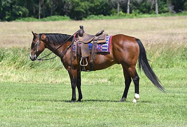 drill-team-quarter-horse